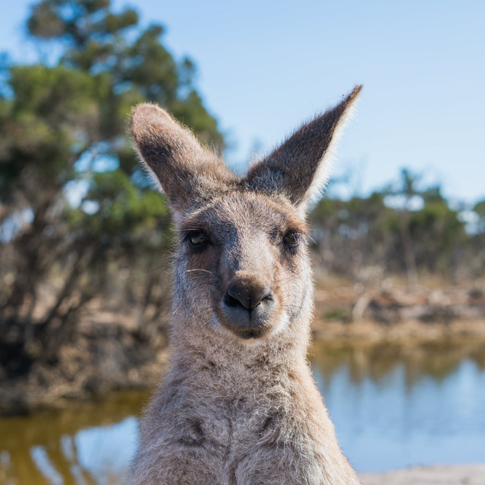 The Ultimate Guide to Promotional Products for Australian Businesses