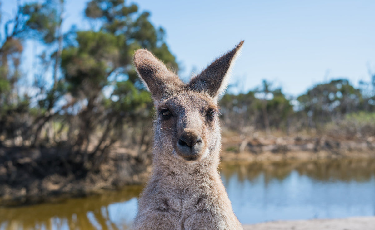 Ultimate Guide to Promotional Products for Australian Businesses ...
