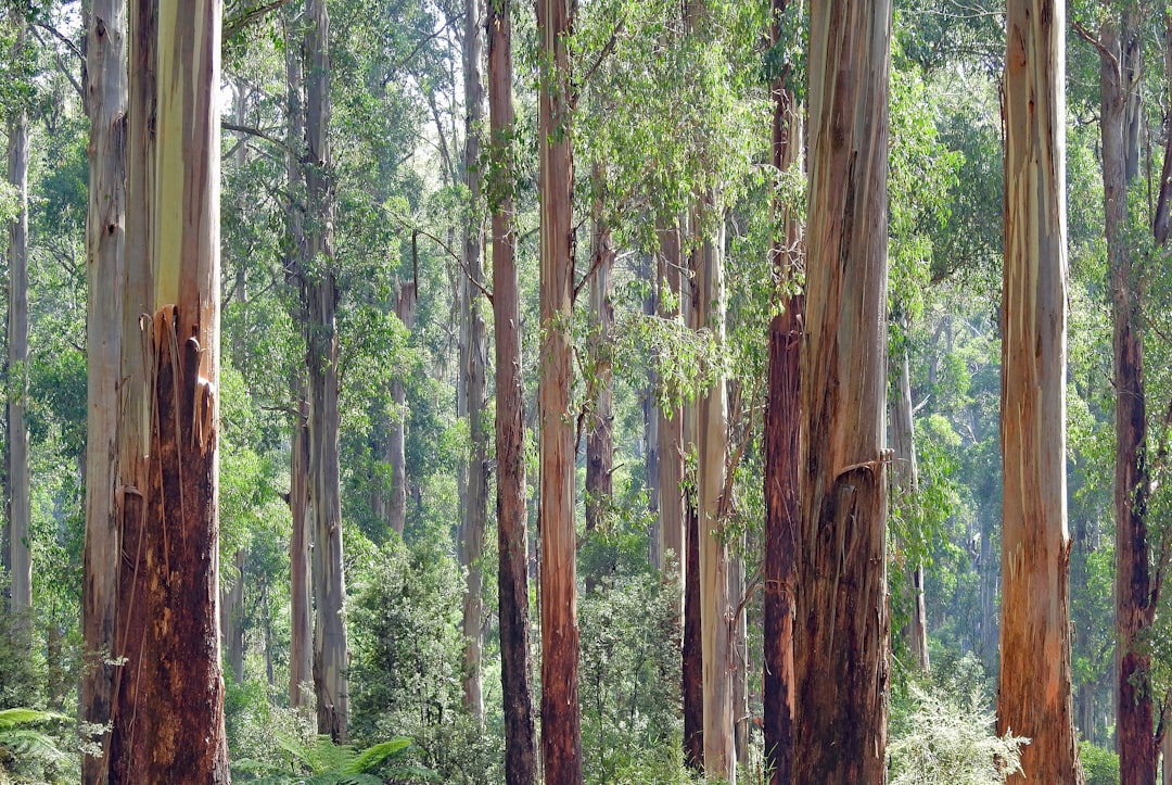 Native Australian forest — Greenfleet partnership