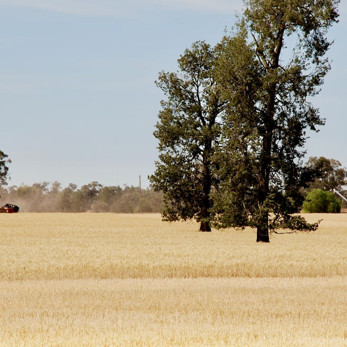 green tree on brown field during daytime