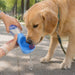 Pet Water Bottle with Food Container - A drink bottle with a blue base and transparent container, designed for pets, featuring a food container.