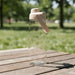 CamelBak - Thrive Chug 0.75L - A drink bottle with a clear body and a beige lid, featuring a handle, set on a wooden table in a grassy area.